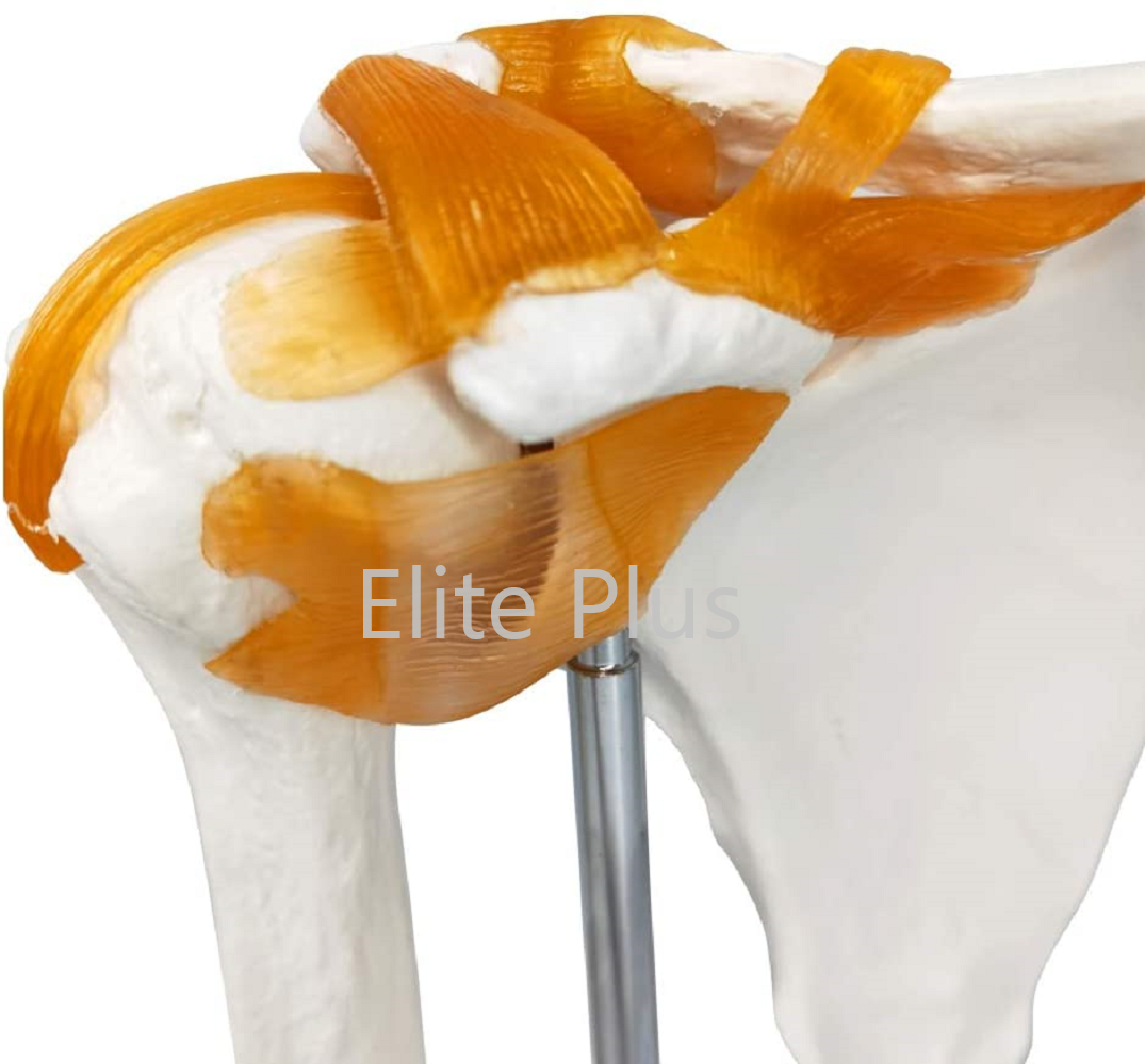 ZX-S109 Shoulder Joint Model Flexible