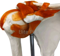 ZX-S109 Shoulder Joint Model Flexible