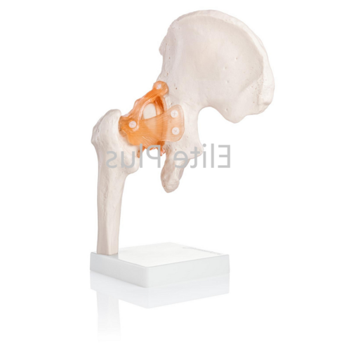 ZX-S110 Hip Joint Model Flexible