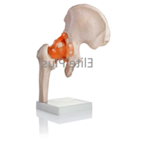 Zx-s110 Hip Joint Model Flexible - Color: Ivory