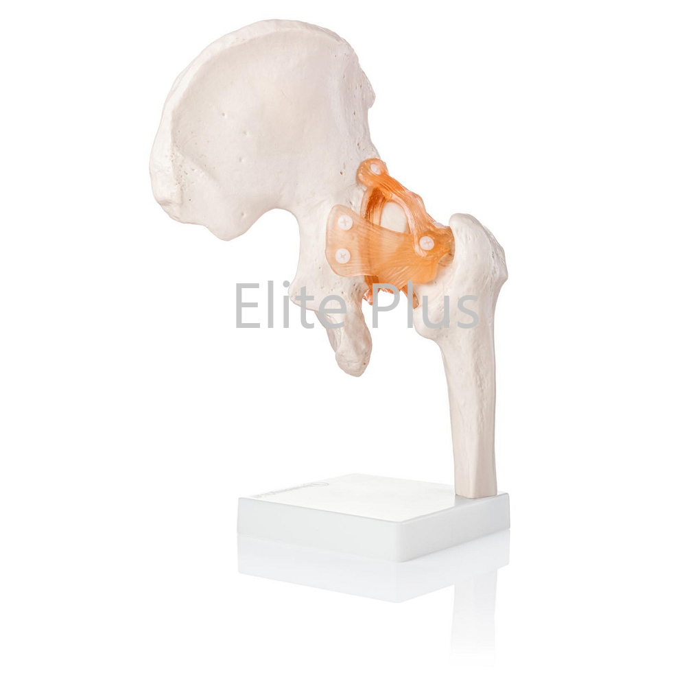 ZX-S110 Hip Joint Model Flexible