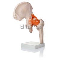 ZX-S110 Hip Joint Model Flexible