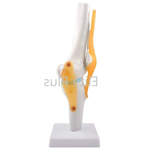 ZX-S111 Knee Joint Model Flexible