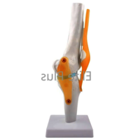 Zx-s111 Knee Joint Model Flexible - Color: Ivory
