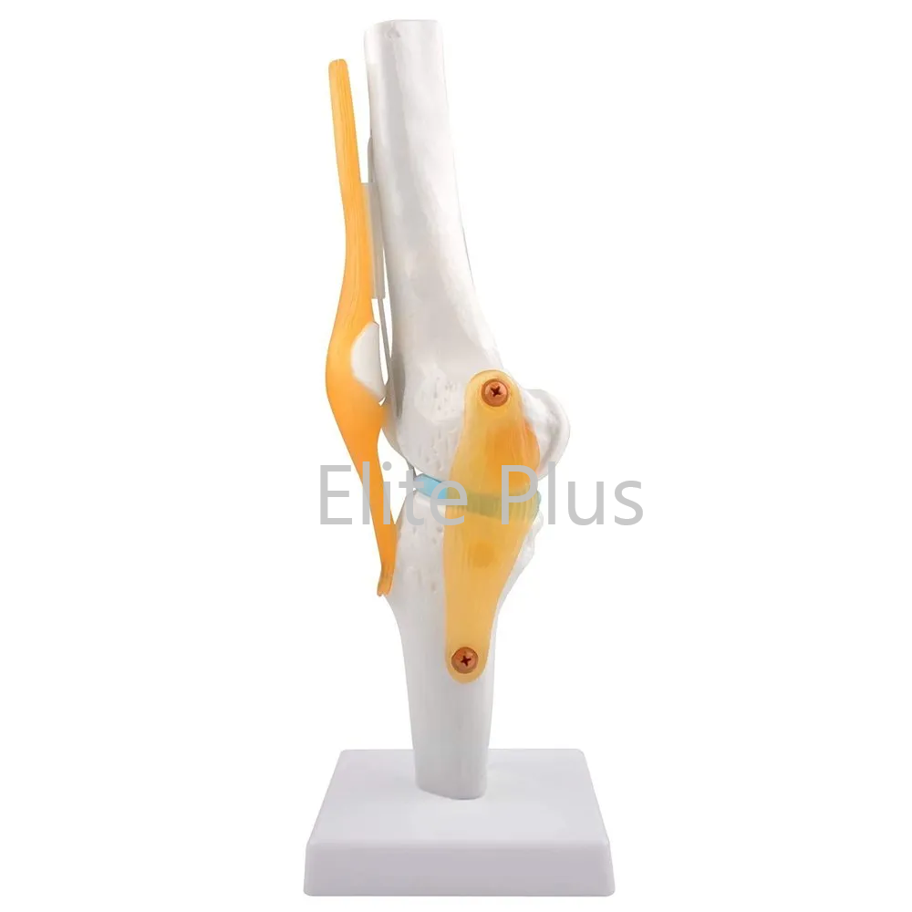 ZX-S111 Knee Joint Model Flexible