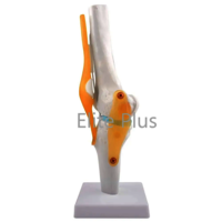 ZX-S111 Knee Joint Model Flexible