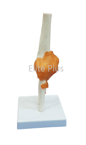 ZX-S112 Elbow Joint Model Flexible