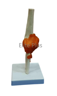 Elbow Joint Anatomy Model - Life Size Pvc With Flexible Plastic Ligaments, Ivory Color, Ideal For Nursing And Medical Education