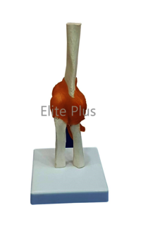 ZX-S112 Elbow Joint Model Flexible