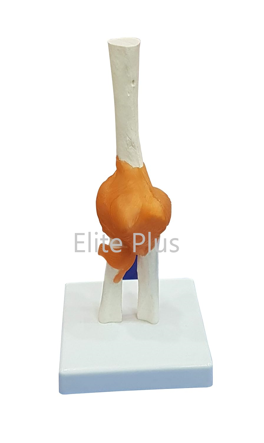 ZX-S112 Elbow Joint Model Flexible