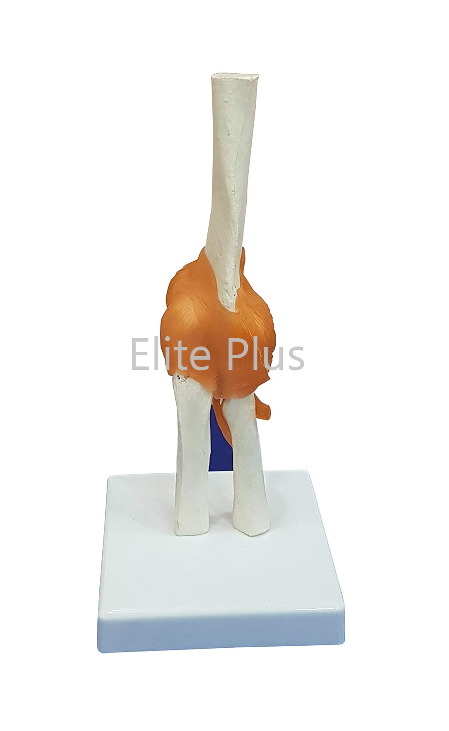 ZX-S112 Elbow Joint Model Flexible