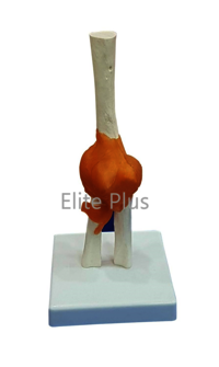 ZX-S112 Elbow Joint Model Flexible