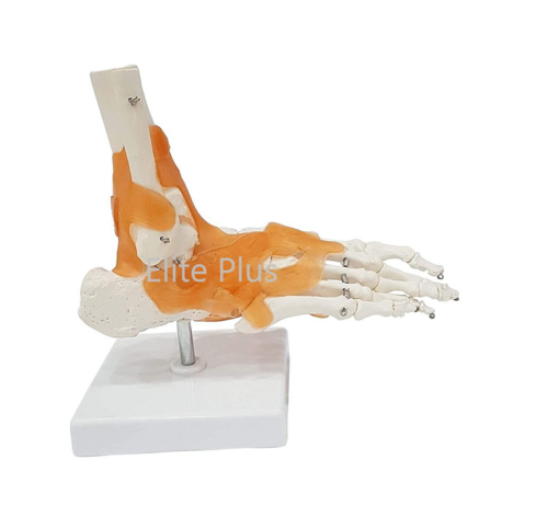 ZX-S113A Foot Joint Model Flexible