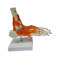 Zx-s113a Foot Joint Model Flexible - Color: Ivory