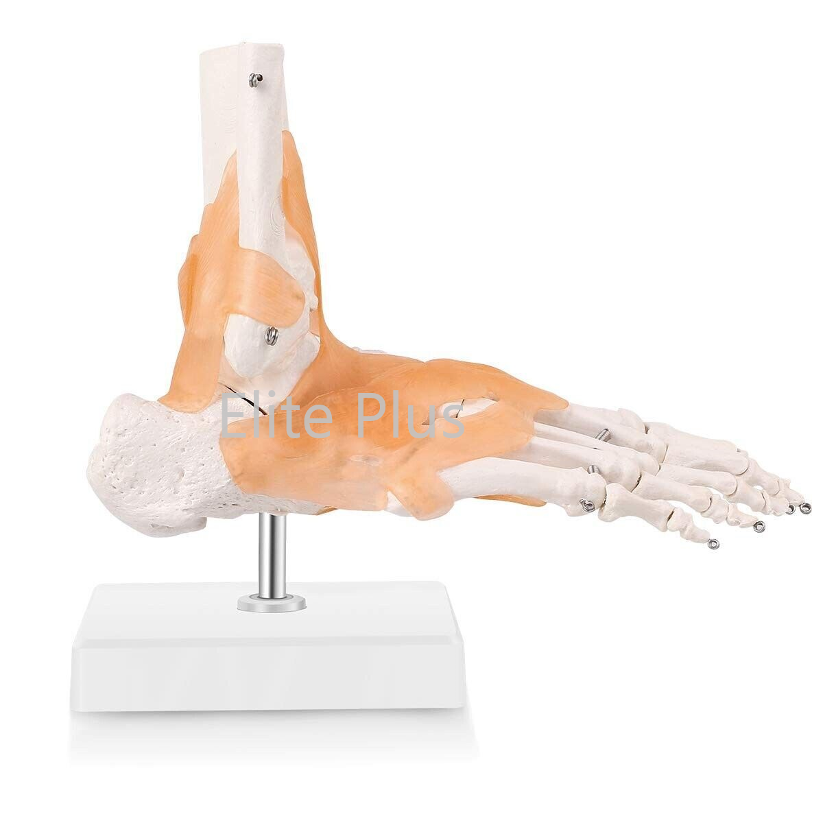 ZX-S113A Foot Joint Model Flexible