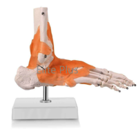 ZX-S113A Foot Joint Model Flexible