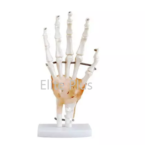 ZX-S114A Hand Joint Model Flexible