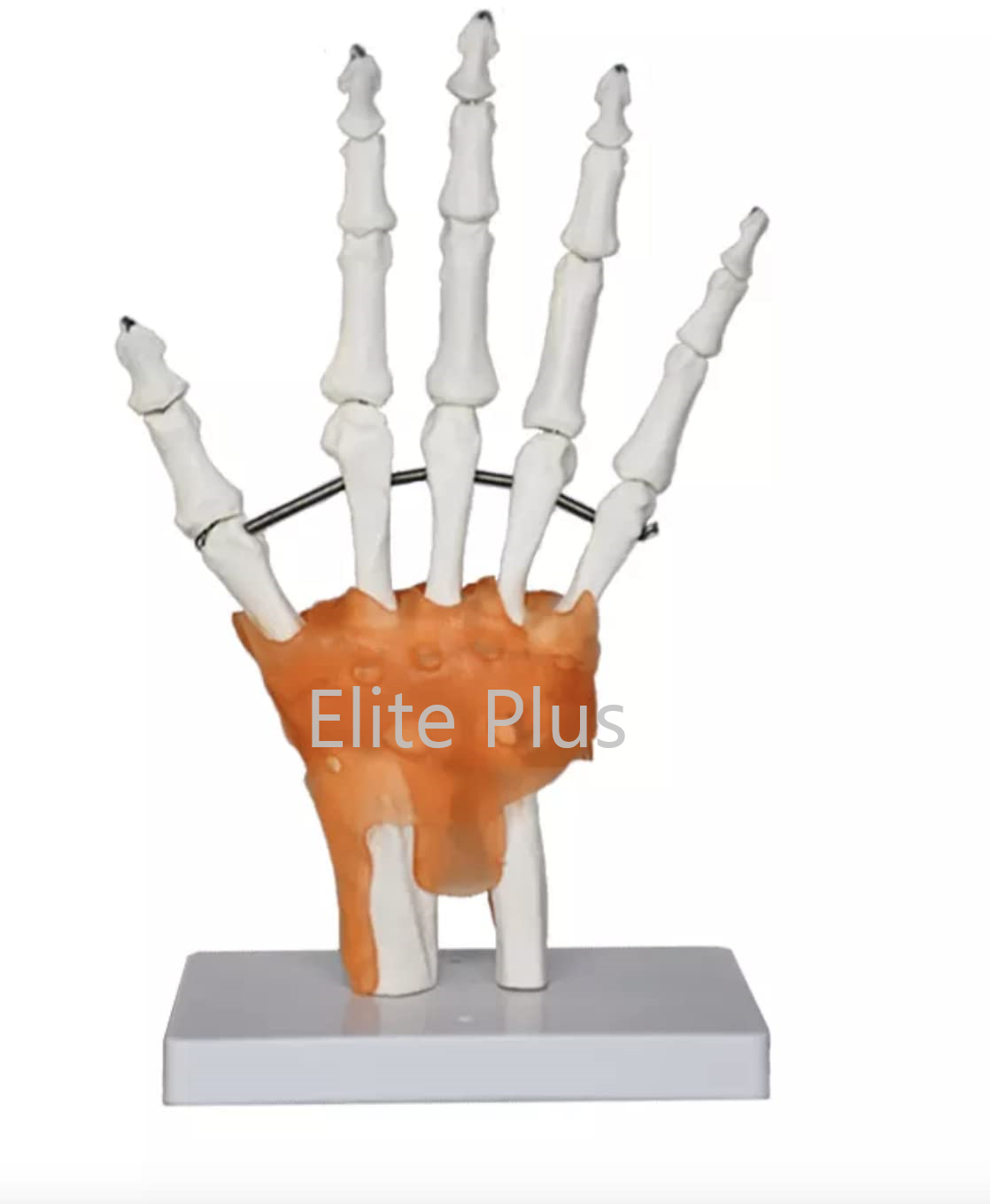 ZX-S114A Hand Joint Model Flexible