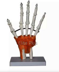 ZX-S114A Hand Joint Model Flexible