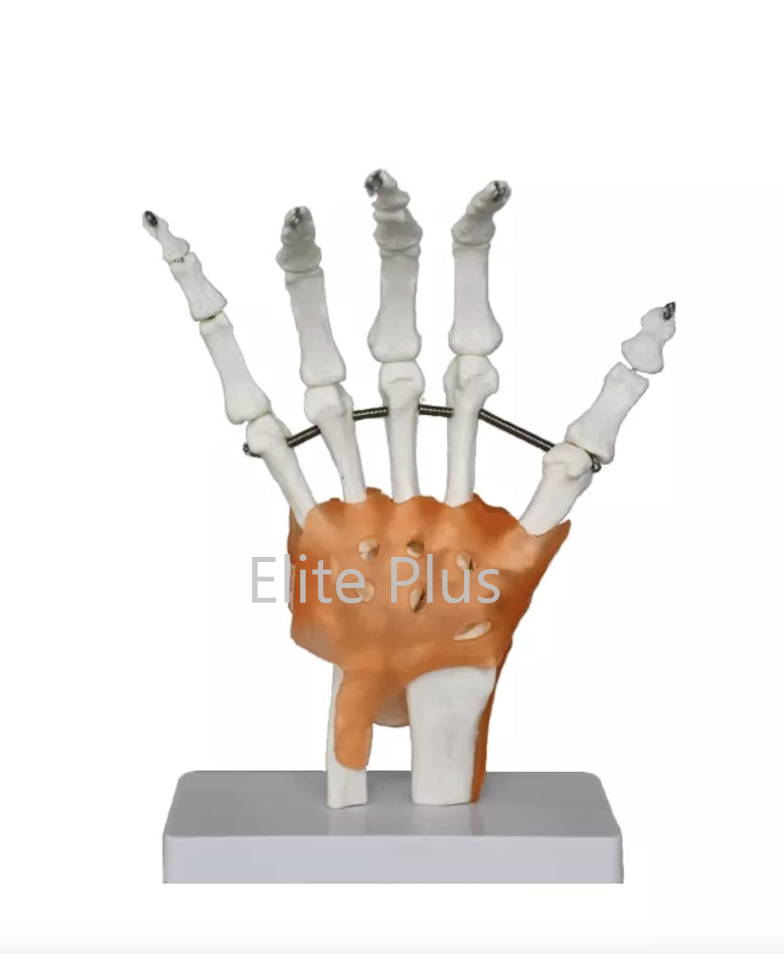 ZX-S114A Hand Joint Model Flexible