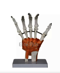 ZX-S114A Hand Joint Model Flexible