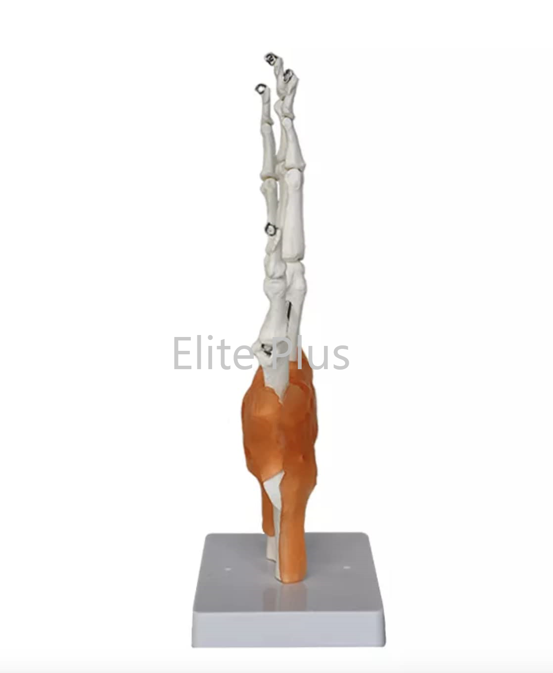 ZX-S114A Hand Joint Model Flexible