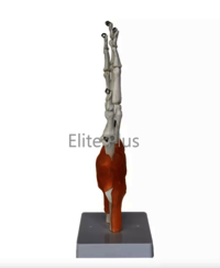 ZX-S114A Hand Joint Model Flexible