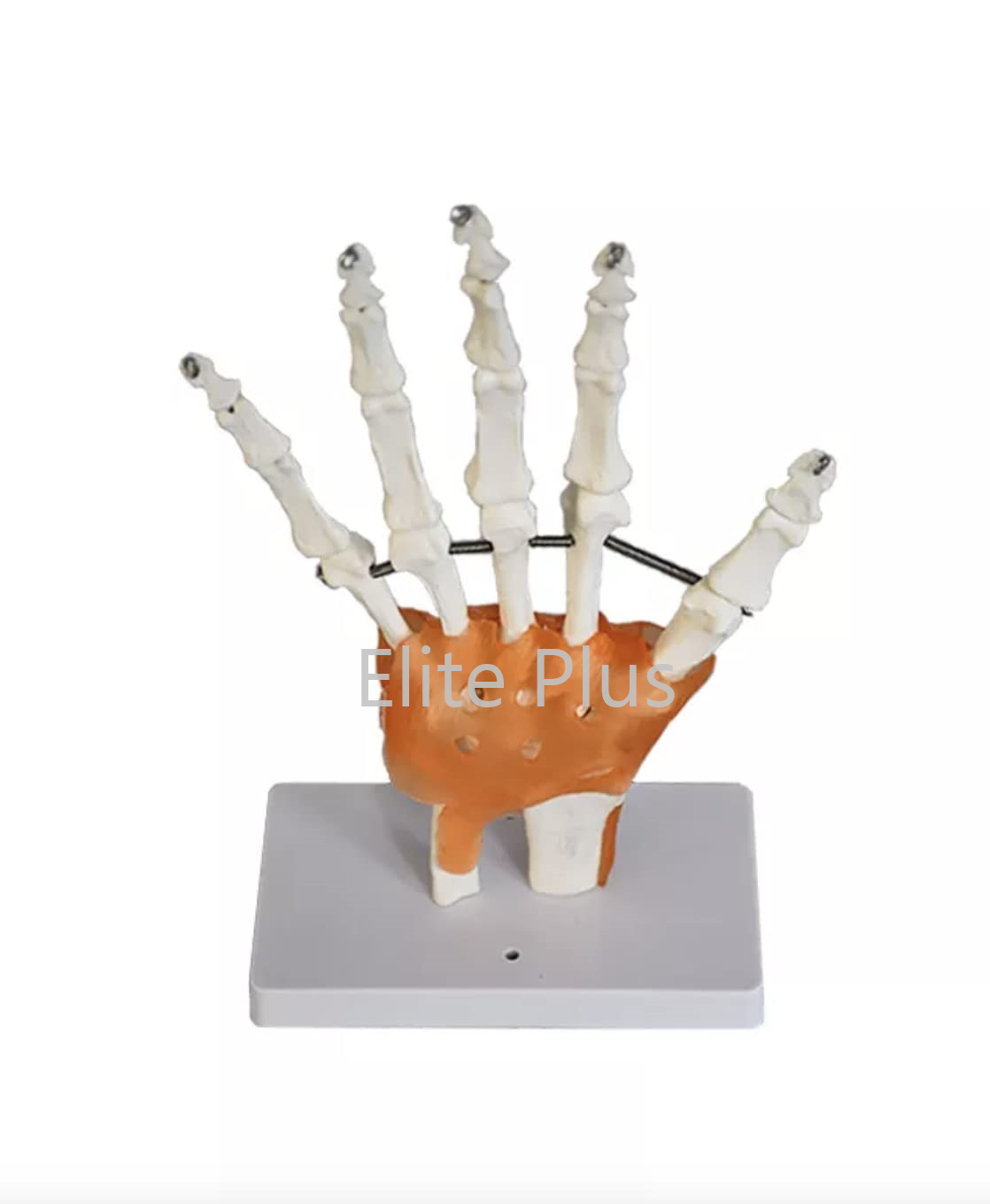 ZX-S114A Hand Joint Model Flexible