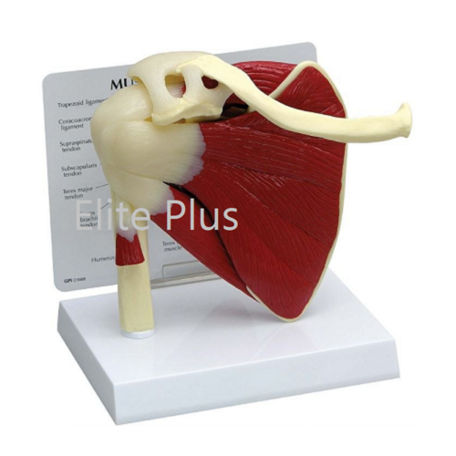 ZX-1212P Muscular Shoulder Joint Model