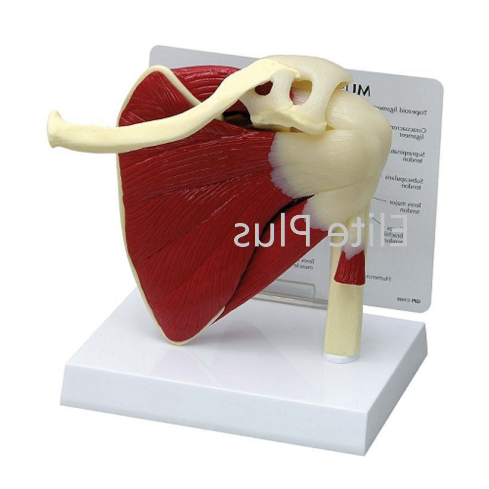 ZX-1212P Muscular Shoulder Joint Model