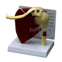 ZX-1212P Muscular Shoulder Joint Model