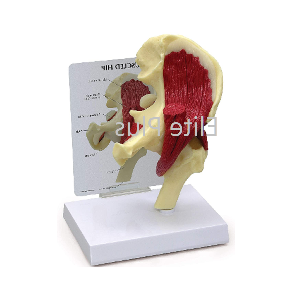 ZX-1225 Muscular Hip Joint Model