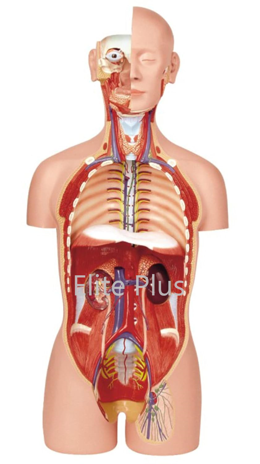 ZX-1101PN Human Torso Deluxe 85 cm. 27 Parts 2-in-1