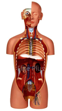 ZX-1101PN Human Torso Deluxe 85 cm. 27 Parts 2-in-1