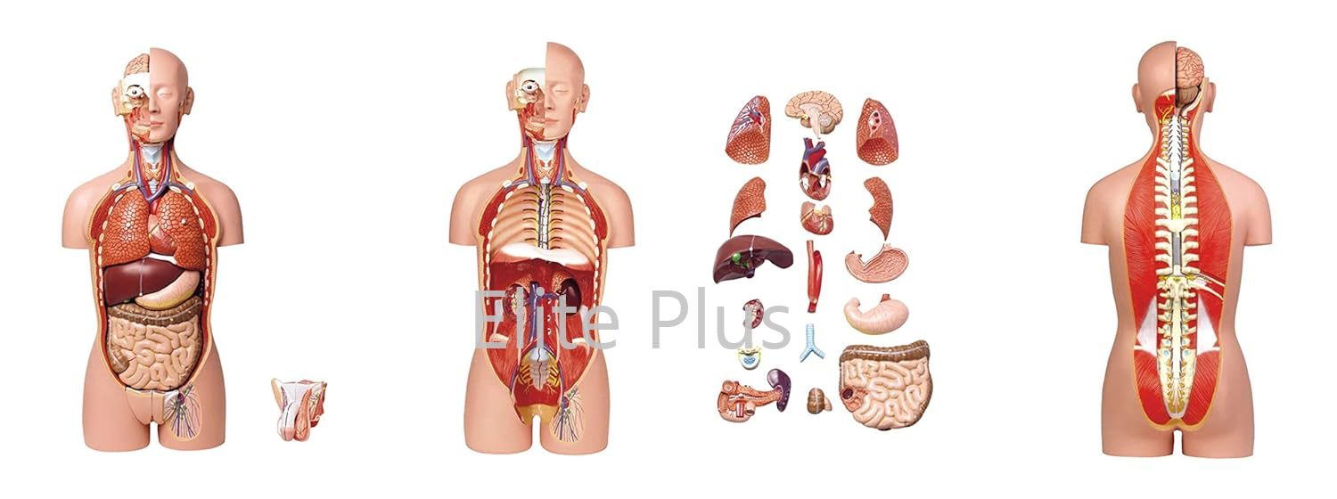 ZX-1101PN Human Torso Deluxe 85 cm. 27 Parts 2-in-1