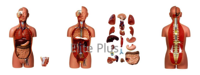 ZX-1101PN Human Torso Deluxe 85 cm. 27 Parts 2-in-1