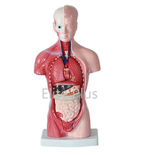 Human Torso Model