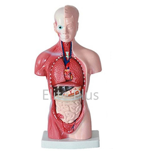 ZX-1103P Human Torso Small