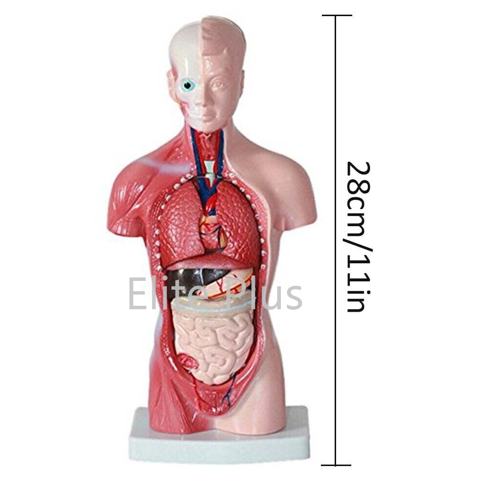 ZX-1103P Human Torso Small