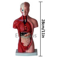 ZX-1103P Human Torso Small