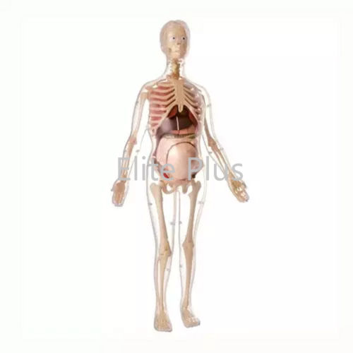 Human Torso Model