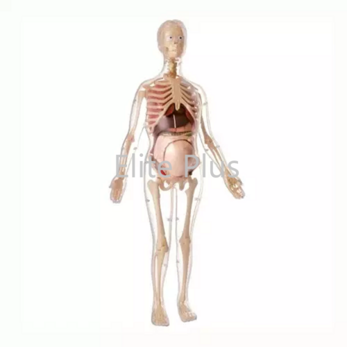 MK064 Visible Expectant Mother Anatomy Kit