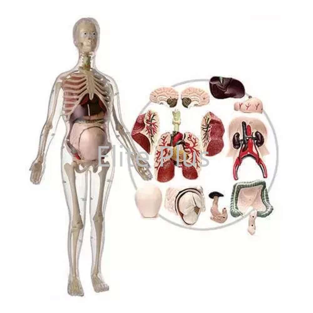 MK064 Visible Expectant Mother Anatomy Kit