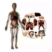 MK064 Visible Expectant Mother Anatomy Kit