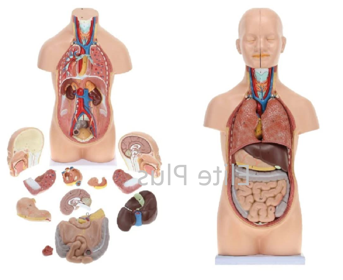 ZX-1102PN Human Mini Torso 50 cm (12 Parts)