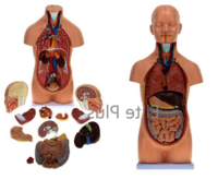 ZX-1102PN Human Mini Torso 50 cm (12 Parts)