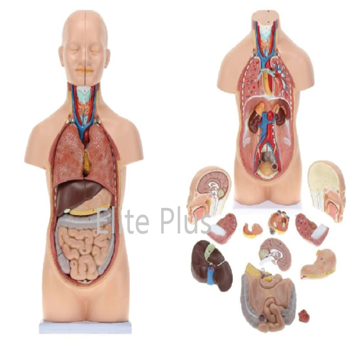 ZX-1102PN Human Mini Torso 50 cm (12 Parts)