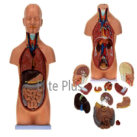 ZX-1102PN Human Mini Torso 50 cm (12 Parts)