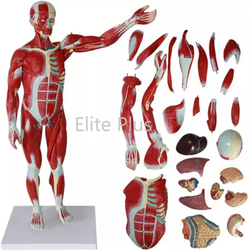 ZX-1222PN Muscular Human Body 78 cm, 27 parts