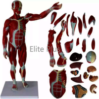 Zx-1222pn Muscular Human Body 78 Cm, 27 Parts at 40000.00 INR in